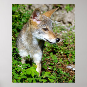 Profiel van een Coyote Pup Poster