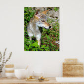 Profiel van een Coyote Pup Poster (Keuken)
