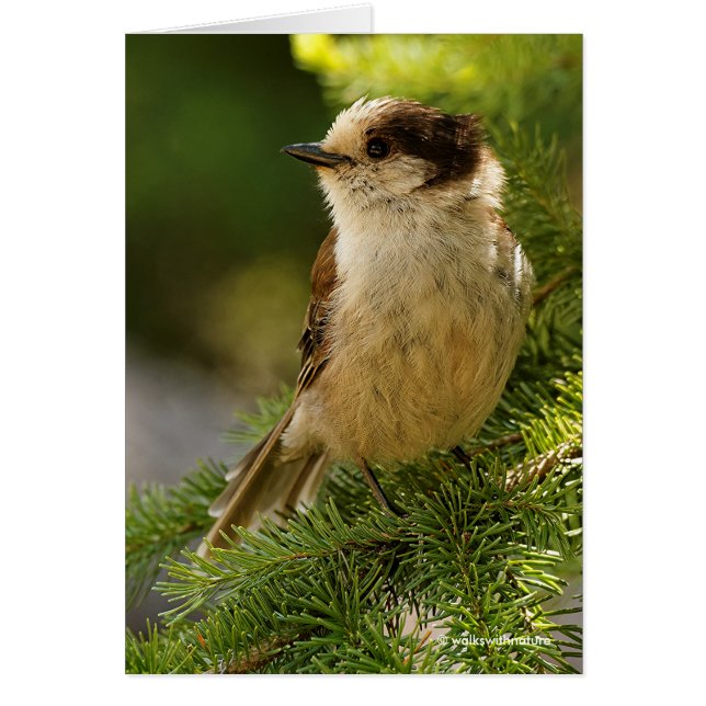 Profiel van een Cute Gray Jay / Whiskeyjack (Voorkant)