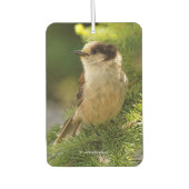 Profiel van een Cute Gray Jay / Whiskeyjack Luchtverfrisser (Voorkant)