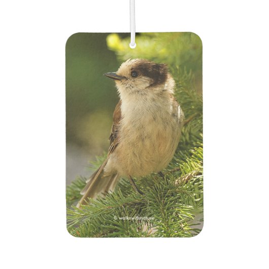 Profiel van een Cute Gray Jay / Whiskeyjack Luchtverfrisser (Voorkant)