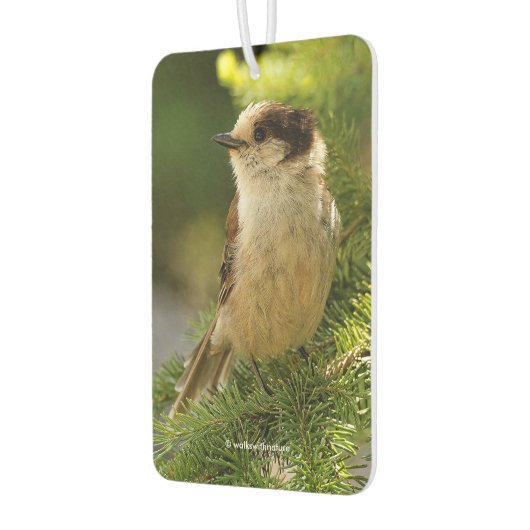 Profiel van een Cute Gray Jay / Whiskeyjack Luchtverfrisser (Links)