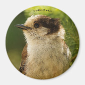 Profiel van een Cute Gray Jay / Whiskeyjack Magneet (Voorkant)