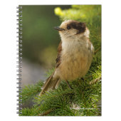 Profiel van een Cute Gray Jay / Whiskeyjack Notitieboek (Voorkant)