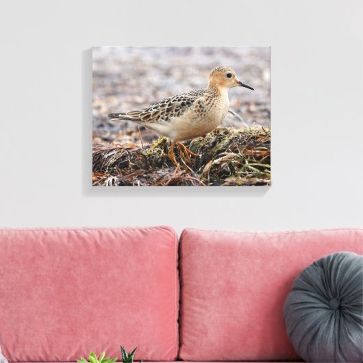 Profiel van een doorgeslagen Sandpiper in het stra Canvas Afdruk (Insitu (Woonkamer))