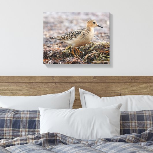 Profiel van een doorgeslagen Sandpiper in het stra Canvas Afdruk (Insitu (Slaapkamer))