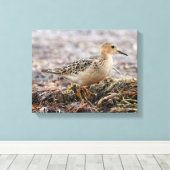 Profiel van een doorgeslagen Sandpiper in het stra Canvas Afdruk (Insitu (Houten vloer))
