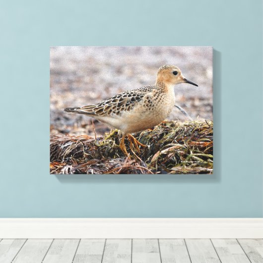 Profiel van een doorgeslagen Sandpiper in het stra Canvas Afdruk (Insitu (Houten vloer))