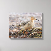 Profiel van een doorgeslagen Sandpiper in het stra Canvas Afdruk (Voorkant)