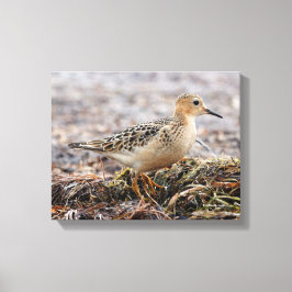 Profiel van een doorgeslagen Sandpiper in het stra Canvas Afdruk