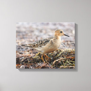 Profiel van een doorgeslagen Sandpiper in het stra Canvas Afdruk