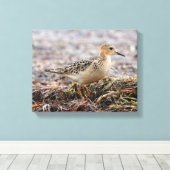 Profiel van een doorgeslagen Sandpiper in het stra Canvas Afdruk (Insitu (Houten vloer))