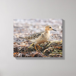 Profiel van een doorgeslagen Sandpiper in het stra Canvas Afdruk