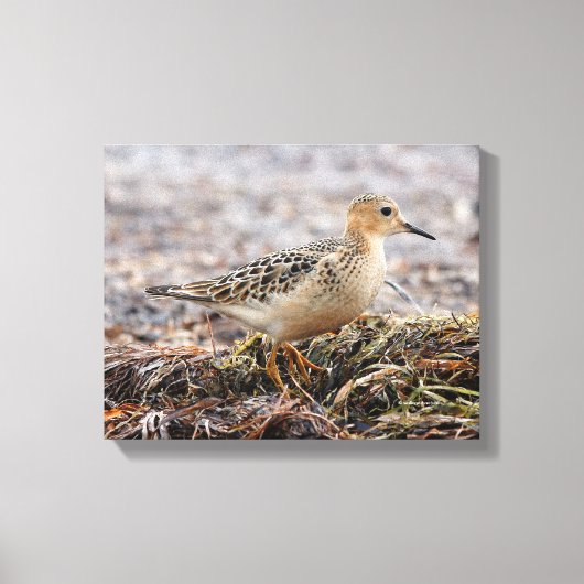 Profiel van een doorgeslagen Sandpiper in het stra Canvas Afdruk (Voorkant)