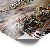 Profiel van een doorgeslagen Sandpiper in het stra Foto Afdruk (Hoek)