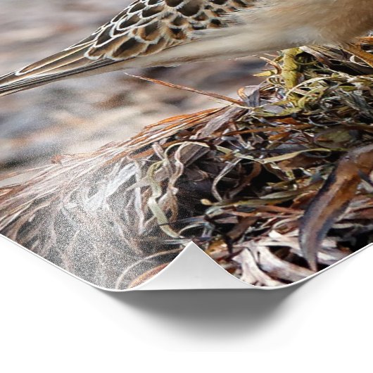 Profiel van een doorgeslagen Sandpiper in het stra Foto Afdruk (Hoek)