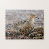 Profiel van een doorgeslagen Sandpiper in het stra Legpuzzel (Horizontaal)