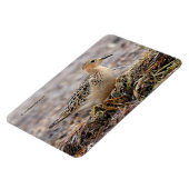 Profiel van een doorgeslagen Sandpiper in het stra Magneet (Linkerzijde)