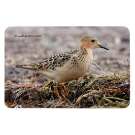 Profiel van een doorgeslagen Sandpiper in het stra Magneet