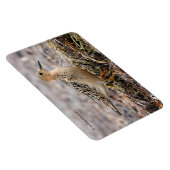 Profiel van een doorgeslagen Sandpiper in het stra Magneet (Rechterzijde)