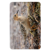 Profiel van een doorgeslagen Sandpiper in het stra Magneet (Verticaal)