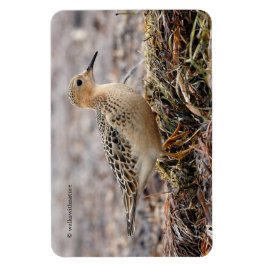 Profiel van een doorgeslagen Sandpiper in het stra Magneet