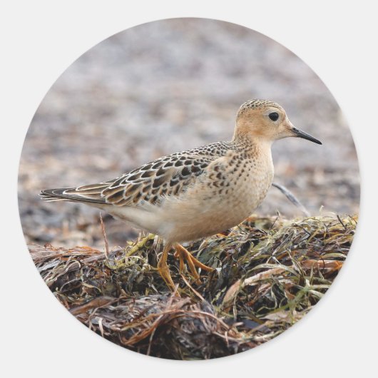 Profiel van een doorgeslagen Sandpiper in het stra Ronde Sticker (Voorkant)