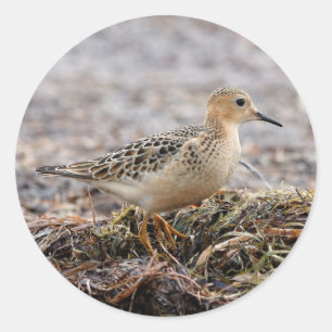 Profiel van een doorgeslagen Sandpiper in het stra Ronde Sticker