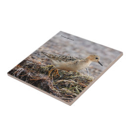 Profiel van een doorgeslagen Sandpiper in het stra Tegeltje
