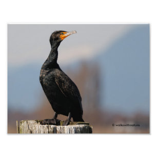Profiel van een dubbel-Crested Cormorant Foto Afdruk
