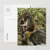 Profiel van een Egyptische gans Briefkaart (Voorkant / Achterkant)