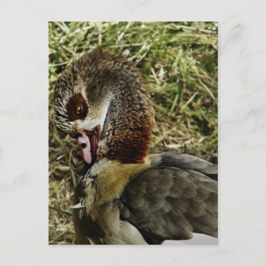Profiel van een Egyptische gans Briefkaart (Voorkant)