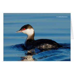 Profiel van een Gehoornde Grebe