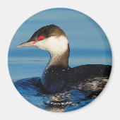 Profiel van een Gehoornde Grebe Magneet (Voorkant)