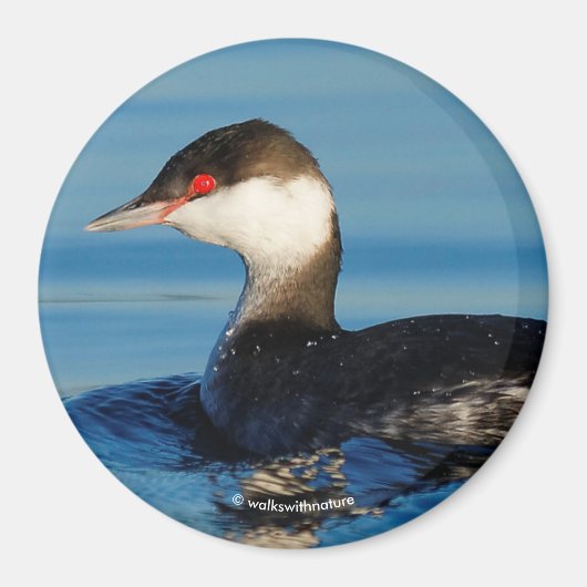 Profiel van een Gehoornde Grebe Magneet (Voorkant)