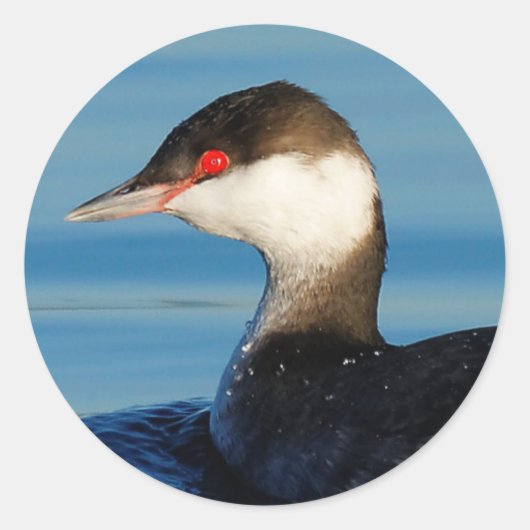 Profiel van een Gehoornde Grebe Ronde Sticker (Voorkant)