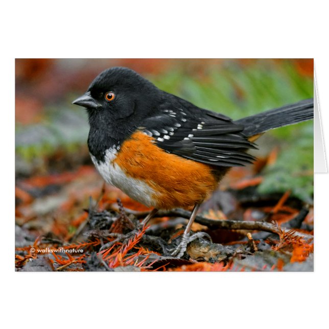 Profiel van een gevlekte Towhee (Voorkant Horizontaal)