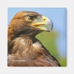 Profiel van een Golden Eagle in de Zomerzon Magneet