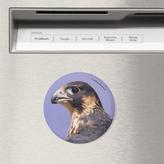 Profiel van een jeugdvalk magneet (Insitu (Vaatwasser))