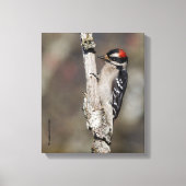 Profiel van een mannelijk neery Woodpecker Canvas Afdruk (Voorkant)