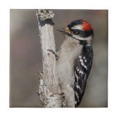 Profiel van een mannelijk neery Woodpecker Tegeltje (Voorkant)