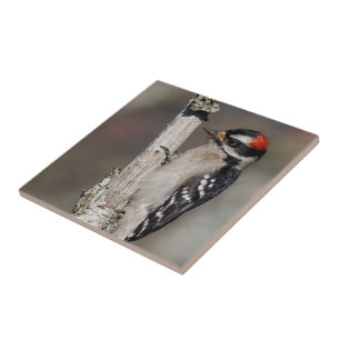 Profiel van een mannelijk neery Woodpecker Tegeltje