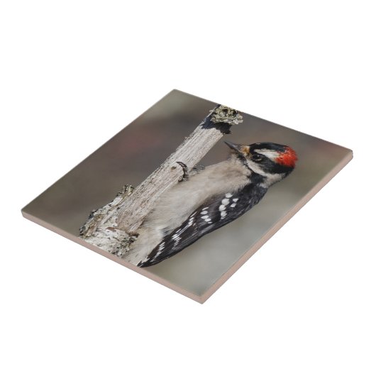 Profiel van een mannelijk neery Woodpecker Tegeltje (Zijkant)