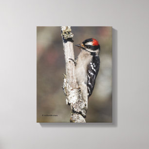 Profiel van een mannelijke Kleine Bonte Specht Canvas Afdruk