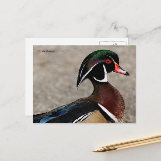 Profiel van een mannetje Carolina-eend Briefkaart (Voorkant / Achterkant in situ)