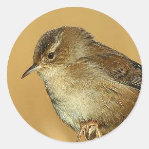Profiel van een Marsh Wren Ronde Sticker