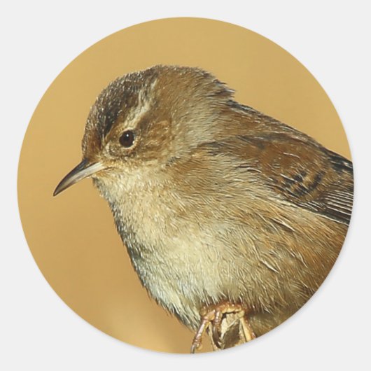 Profiel van een Marsh Wren Ronde Sticker (Voorkant)