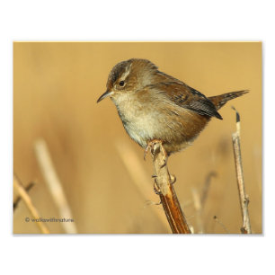 Profiel van een mooie Marsh Wren Foto Afdruk