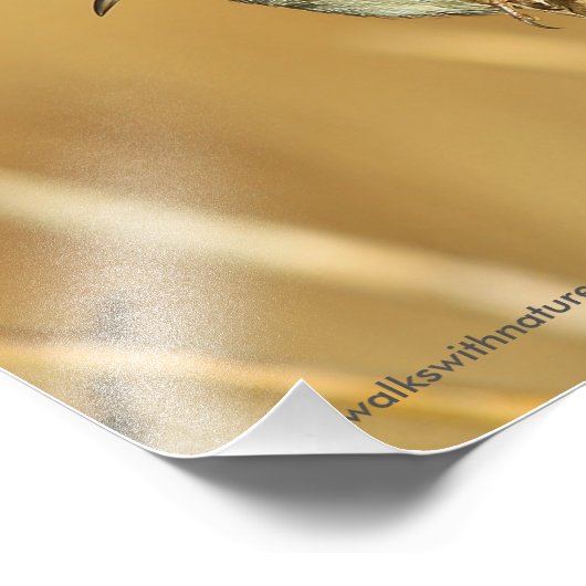 Profiel van een mooie Marsh Wren Foto Afdruk (Hoek)