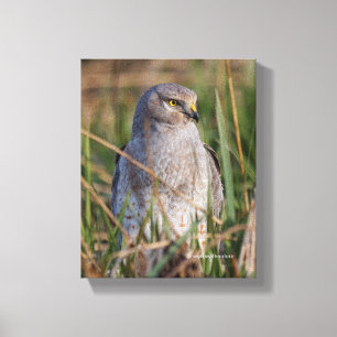 Profiel van een noordelijke Harrier Canvas Afdruk
